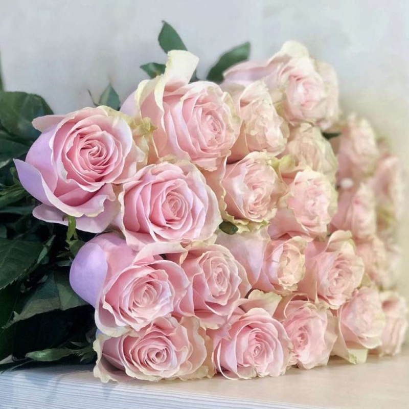 Роза Pink Mondial: Эквадорская нежно-розовая роза, премиальный сорт. 